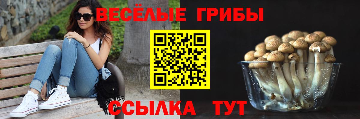 Псилоцибиновые грибы Psilocybine cubensis Севастополь
